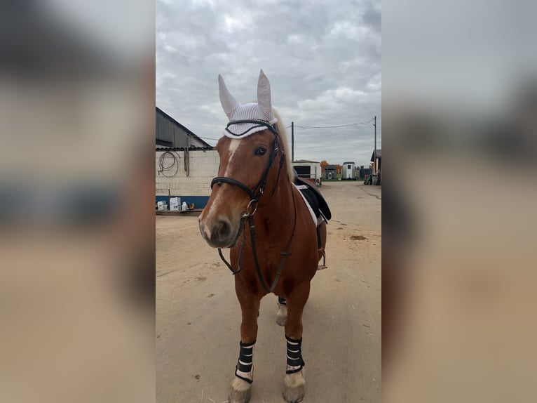 Polish Coldblood Mare 10 years 14,2 hh Chestnut-Red in Ronneburg