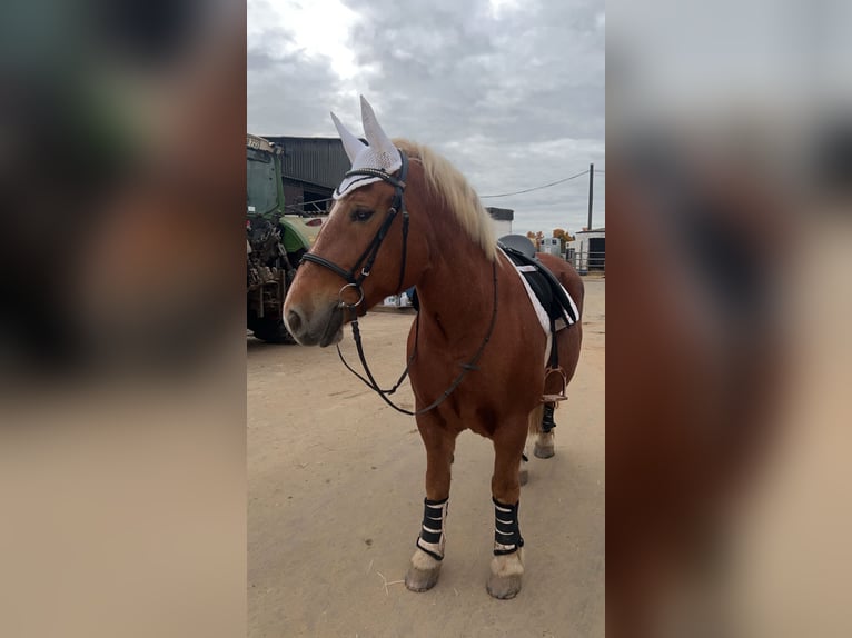Polish Coldblood Mare 10 years 14,2 hh Chestnut-Red in Ronneburg