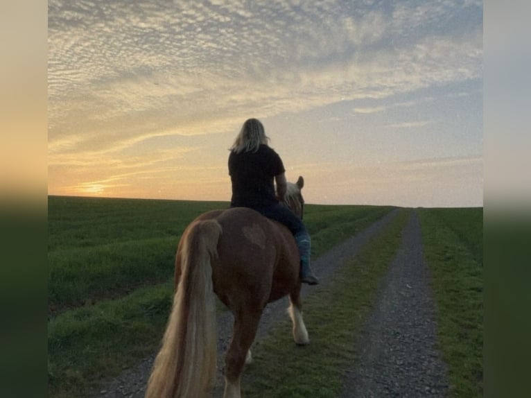 Polish Coldblood Mare 10 years 14,3 hh Chestnut-Red in RonneburgRonneburg