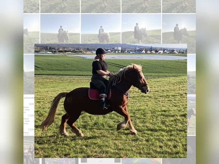 Polish Coldblood Mare 10 years 14,3 hh Chestnut-Red in RonneburgRonneburg