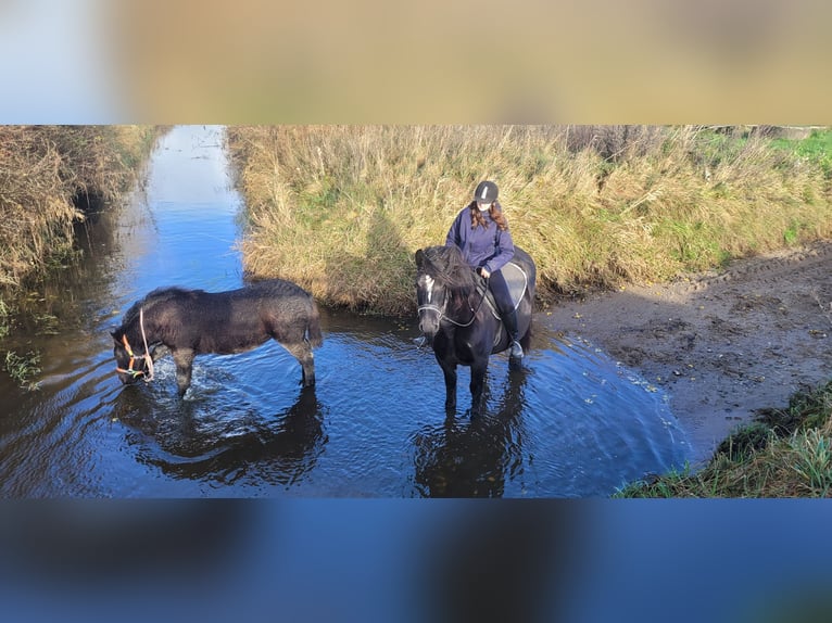 Polish Coldblood Mare 10 years 15,1 hh Black in Sarau