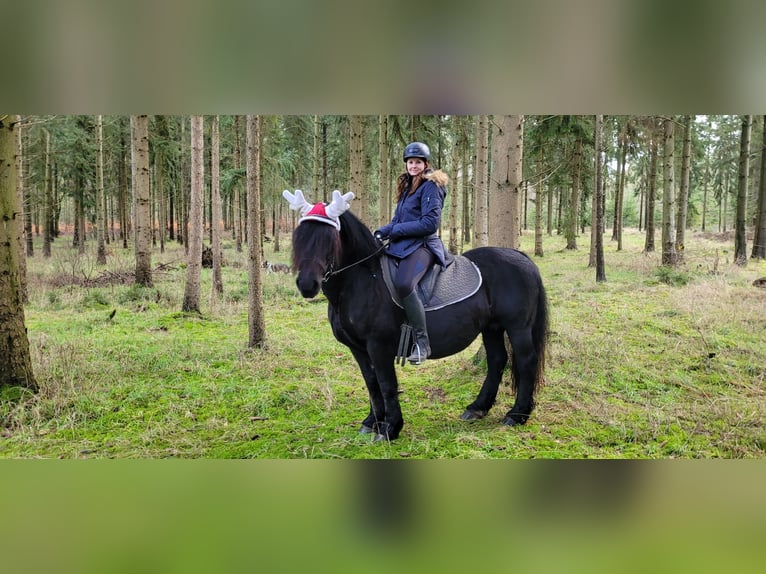 Polish Coldblood Mare 10 years 15,1 hh Black in Sarau