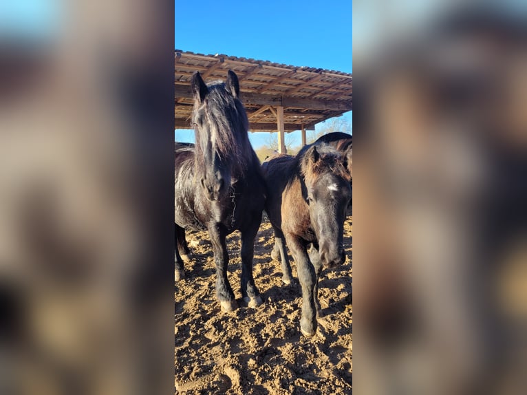 Polish Coldblood Mare 10 years 15,1 hh Black in Sarau