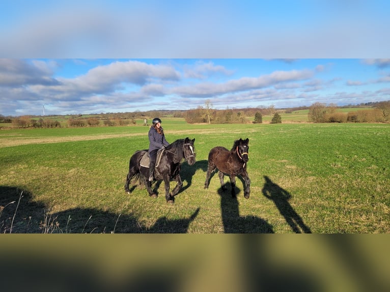 Polish Coldblood Mare 10 years 15,1 hh Black in Sarau