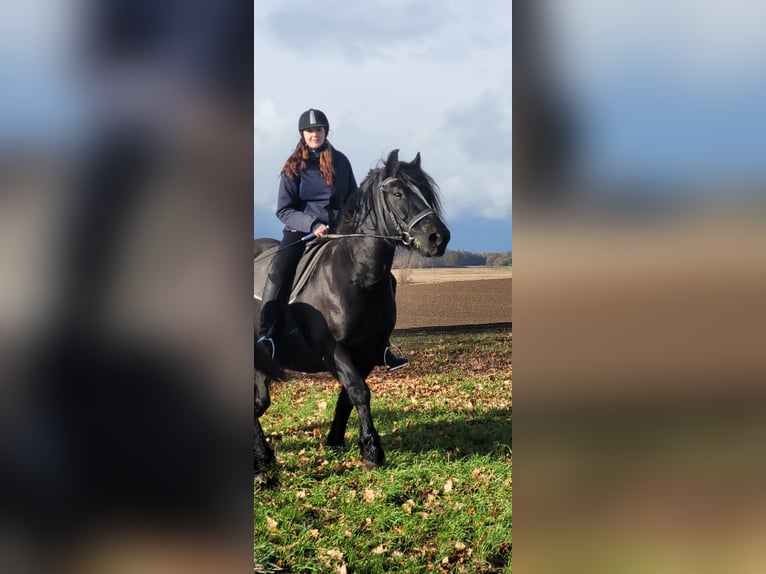 Polish Coldblood Mare 10 years 15,1 hh Black in Sarau