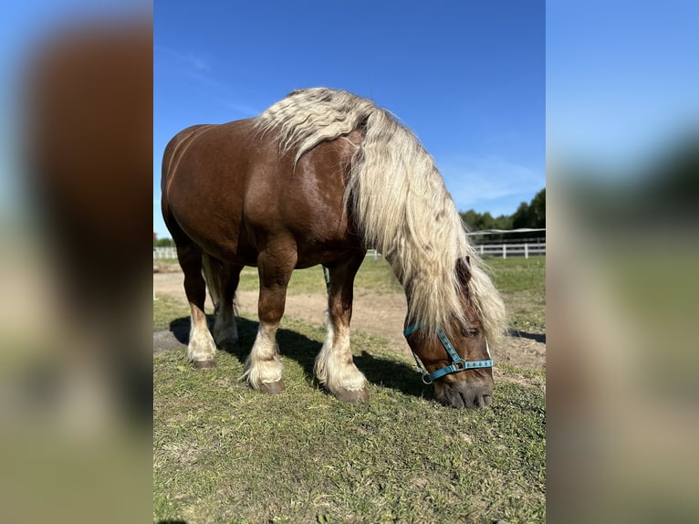 Polish Coldblood Mare 10 years 15,1 hh Chestnut-Red in Sławoborze