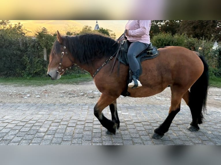 Polish Coldblood Mare 10 years 15,2 hh Brown in Gleina