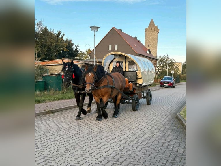 Polish Coldblood Mare 10 years 15,2 hh Brown in Gleina