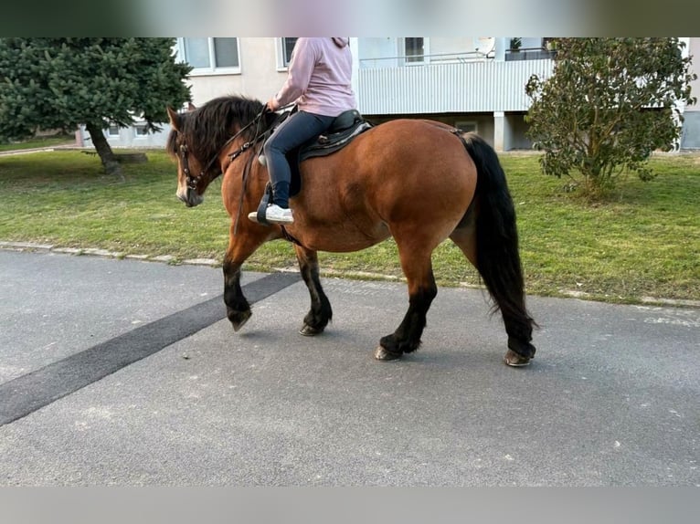 Polish Coldblood Mare 10 years 15,2 hh Brown in Gleina