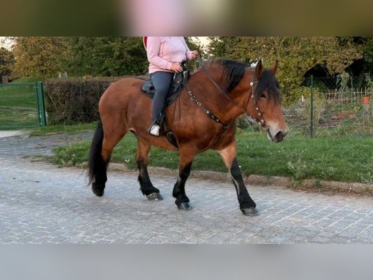 Polish Coldblood Mare 10 years 15,2 hh Brown in Gleina