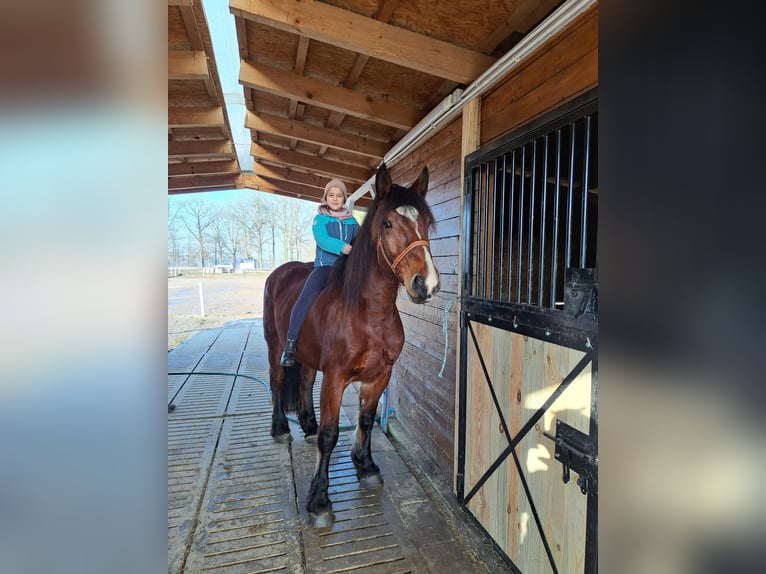 Polish Coldblood Mix Mare 10 years 15,2 hh Brown in FORST