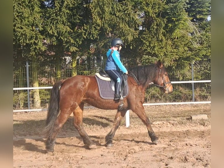 Polish Coldblood Mix Mare 10 years 15,2 hh Brown in FORST