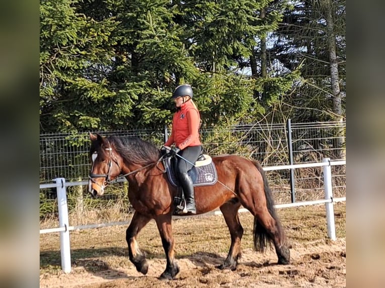 Polish Coldblood Mix Mare 10 years 15,2 hh Brown in FORST