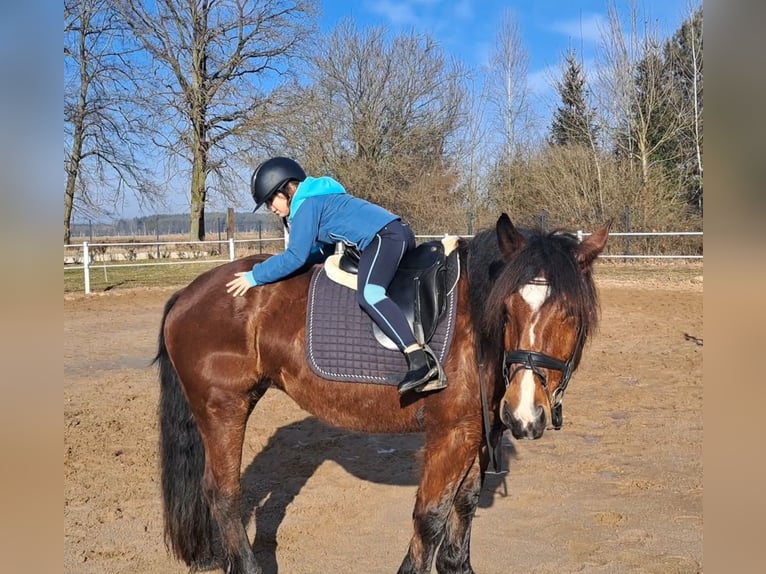 Polish Coldblood Mix Mare 10 years 15,2 hh Brown in FORST