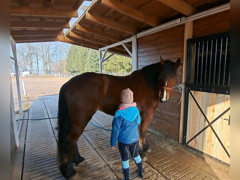 Polish Coldblood Mix Mare 10 years 15,2 hh Brown in FORST