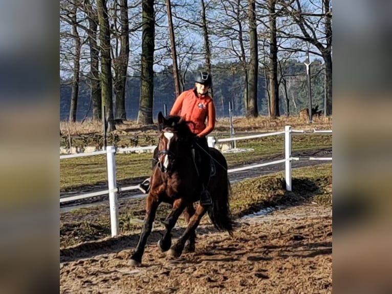 Polish Coldblood Mix Mare 10 years 15,2 hh Brown in FORST