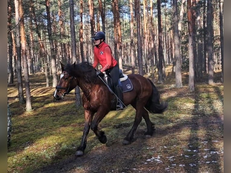 Polish Coldblood Mix Mare 10 years 15,2 hh Brown in FORST