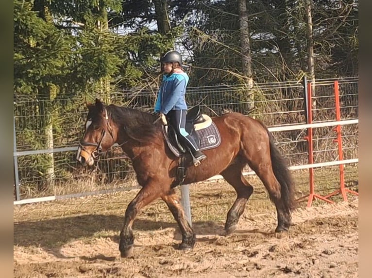 Polish Coldblood Mix Mare 10 years 15,2 hh Brown in FORST