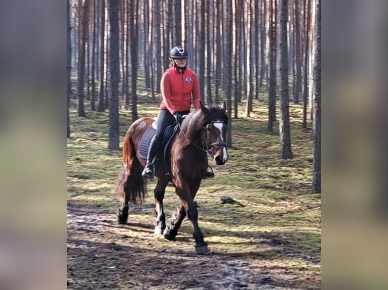 Polish Coldblood Mix Mare 10 years 15,2 hh Brown in FORST