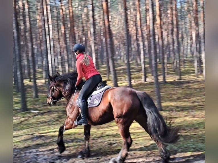 Polish Coldblood Mix Mare 10 years 15,2 hh Brown in FORST