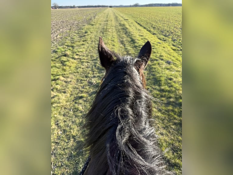 Polish Coldblood Mare 10 years 15,1 hh Brown in Meppen Polish Coldblood Mare 10 years 15,1 hh Brown in Meppen