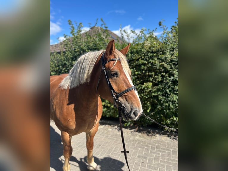 Polish Coldblood Mare 10 years 15,2 hh Chestnut-Red in Einbeck