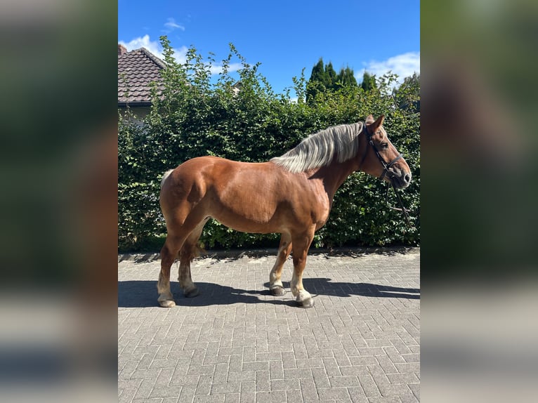 Polish Coldblood Mare 10 years 15,2 hh Chestnut-Red in Einbeck