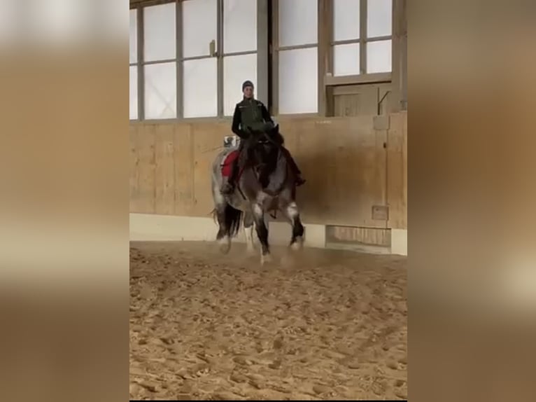 Polish Coldblood Mare 10 years 16.2 hh Grey-Red-Tan in Valley