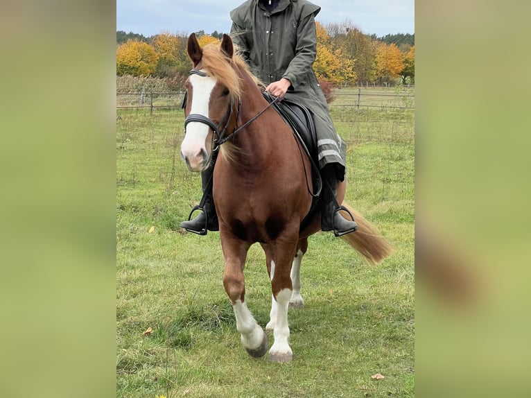 Polish Coldblood Mare 10 years 16 hh Chestnut-Red in Ludwigsfelde