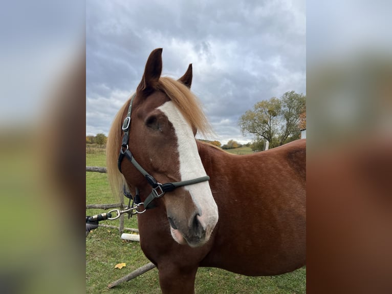 Polish Coldblood Mare 10 years 16 hh Chestnut-Red in Ludwigsfelde