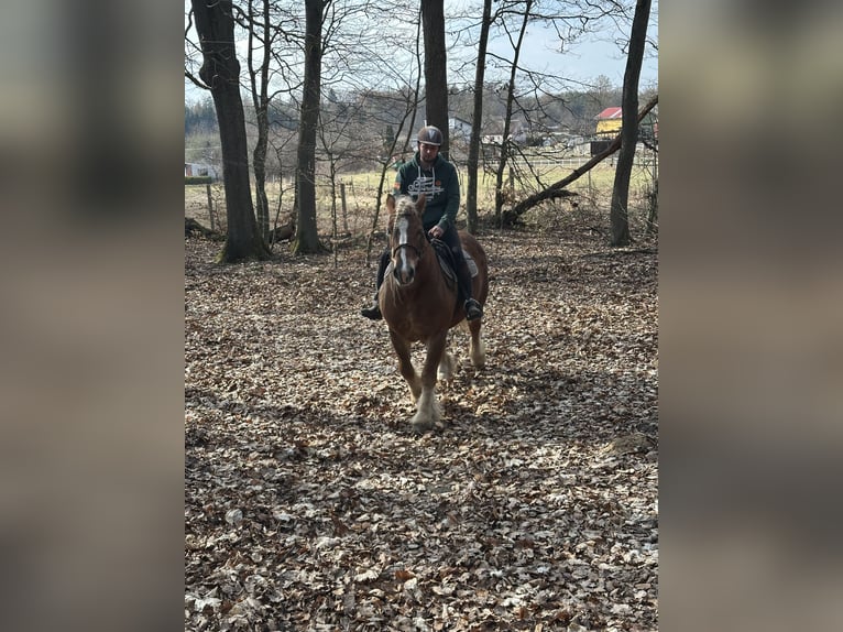 Polish Coldblood Mare 11 years 15.1 hh Chestnut-Red in Ciechnowo