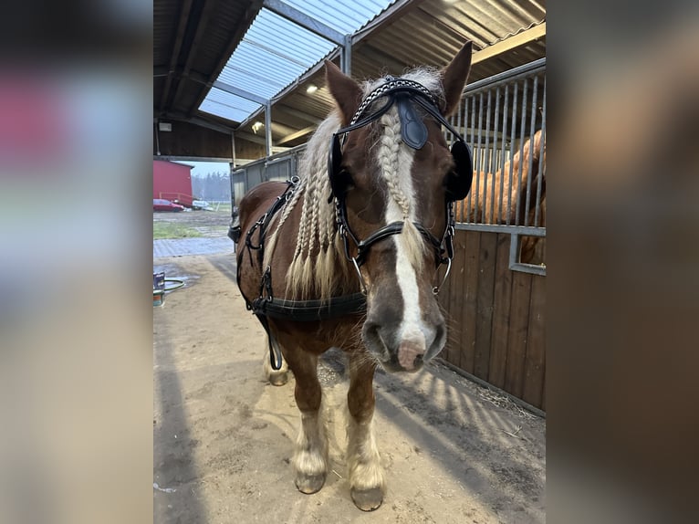 Polish Coldblood Mare 11 years 15.1 hh Chestnut-Red in Ciechnowo