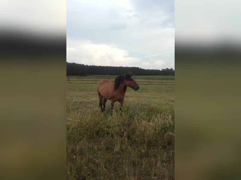 Polish Coldblood Mare 11 years 15,2 hh Brown in Muldestausee