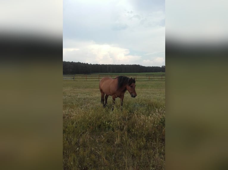 Polish Coldblood Mare 11 years 15,2 hh Brown in Muldestausee