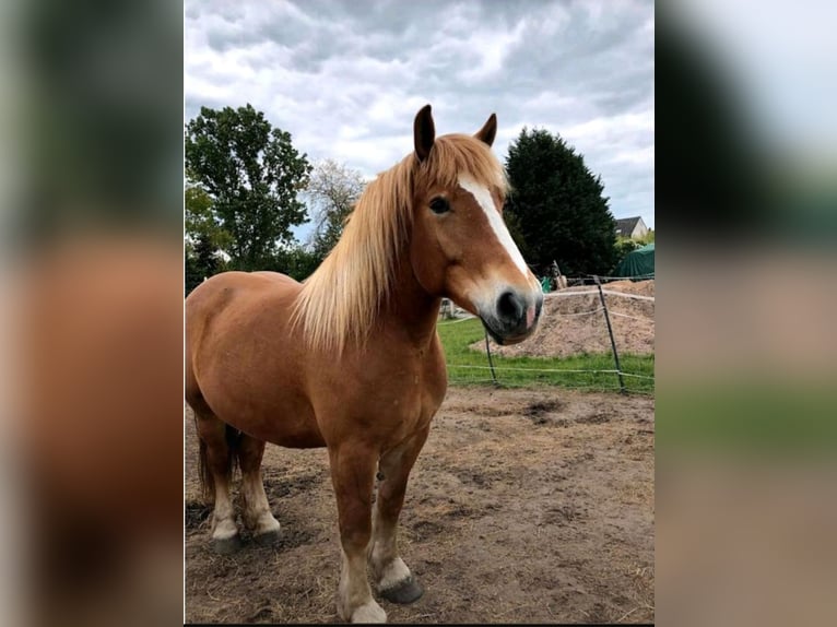 Polish Coldblood Mare 11 years 15,2 hh Brown-Light in Schifferstadt