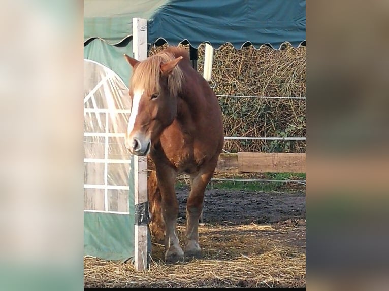 Polish Coldblood Mare 11 years 15,2 hh Brown-Light in Schifferstadt