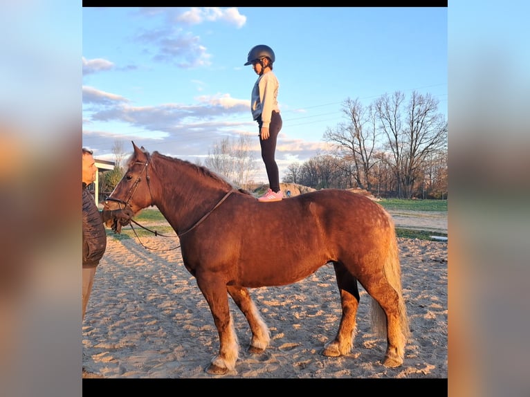 Polish Coldblood Mare 11 years 15.3 hh Chestnut in Forst