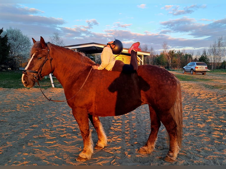 Polish Coldblood Mare 11 years 15.3 hh Chestnut in Forst