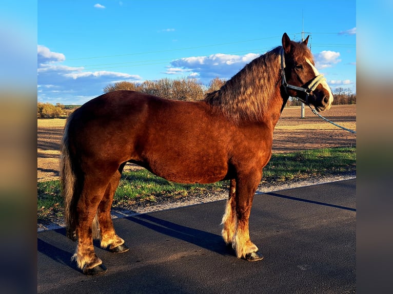 Polish Coldblood Mare 11 years 15.3 hh Chestnut in Forst