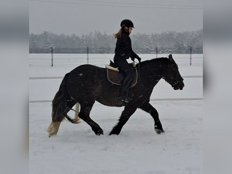 Polish Coldblood Mare 11 years 15,1 hh Chestnut in Forst