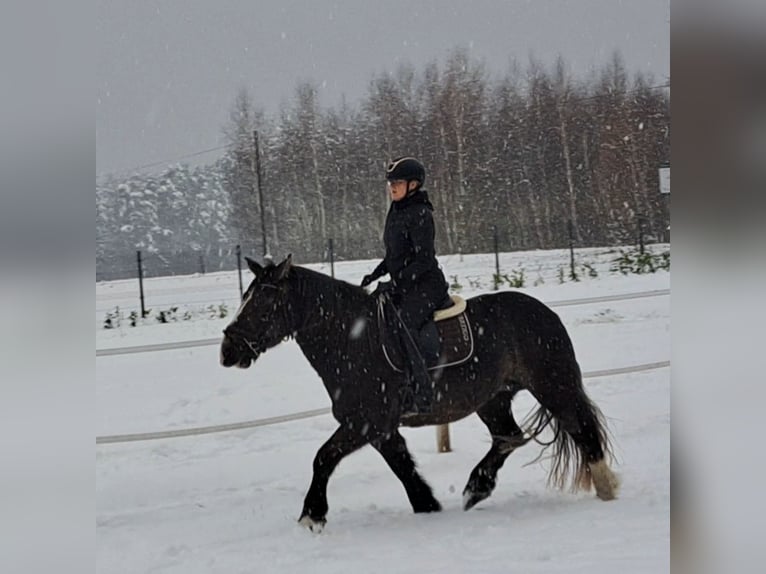 Polish Coldblood Mare 11 years 15,1 hh Chestnut in Forst