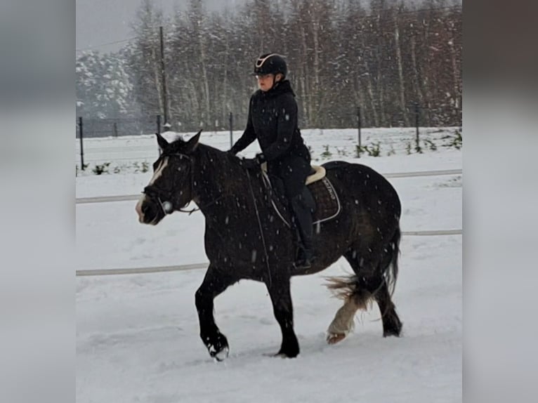 Polish Coldblood Mare 11 years 15,1 hh Chestnut in Forst