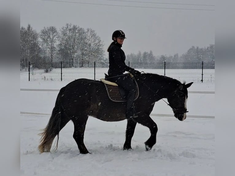 Polish Coldblood Mare 11 years 15,1 hh Chestnut in Forst