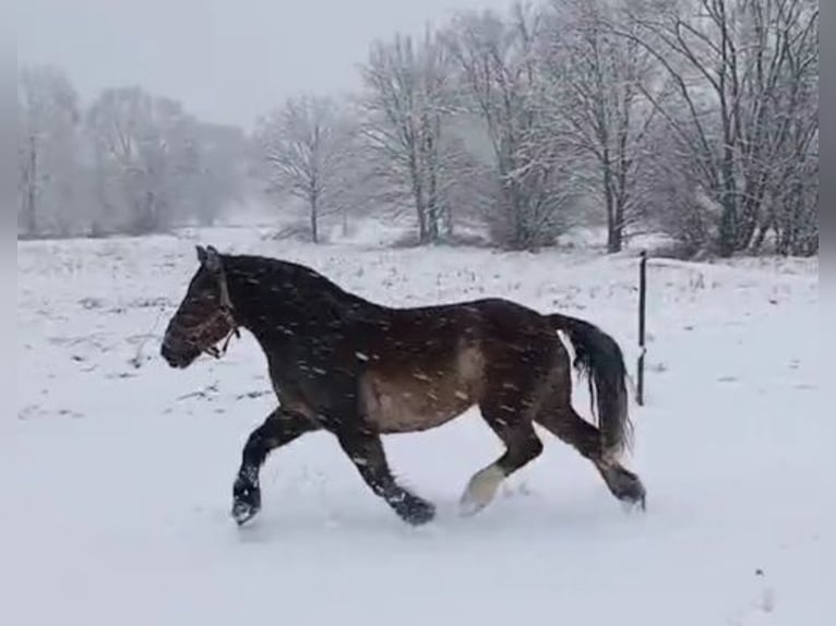 Polish Coldblood Mare 11 years 15,1 hh Chestnut in Forst