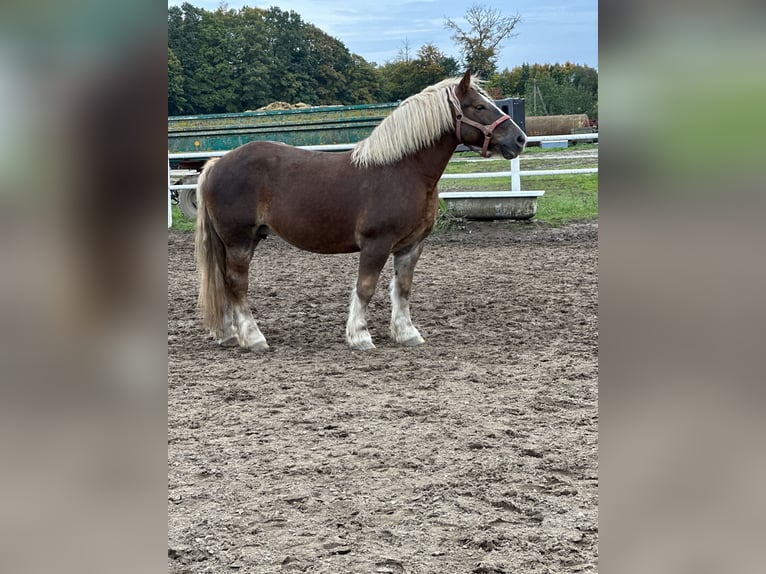 Polish Coldblood Mare 11 years 15,1 hh Chestnut-Red in Ciechnowo