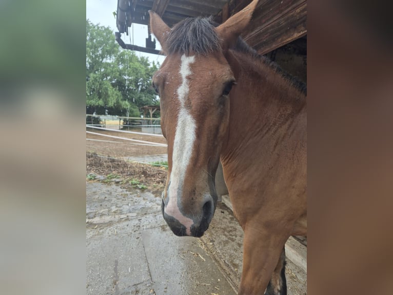 Polish Coldblood Mare 11 years 15,2 hh Brown in Büttelborn Polish Coldblood Mare 11 years 15,2 hh Brown in Büttelborn