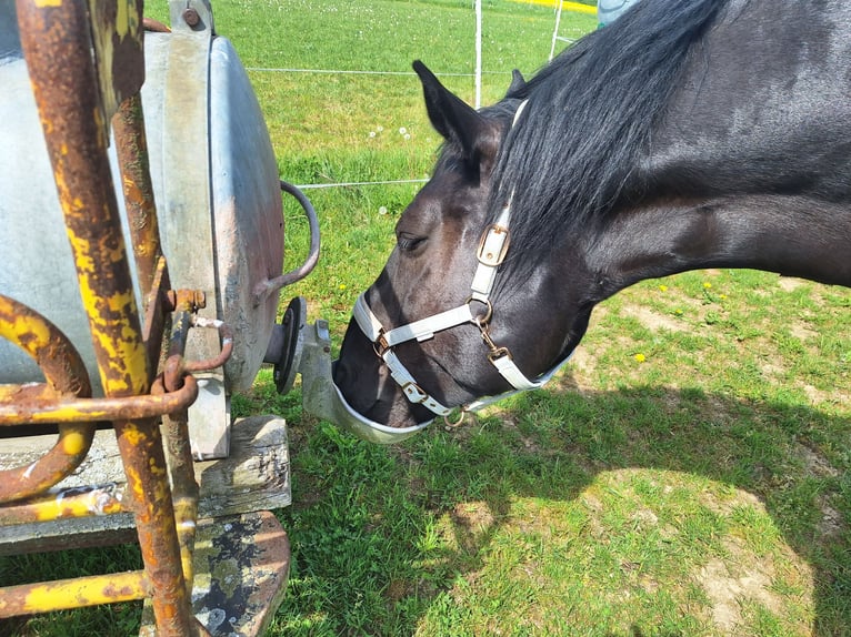 Polish Coldblood Mix Mare 11 years 16 hh Smoky-Black in Gladenbach