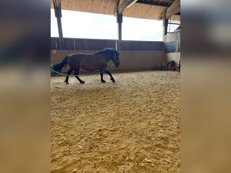 Polish Coldblood Mix Mare 11 years 16 hh Smoky-Black in Gladenbach