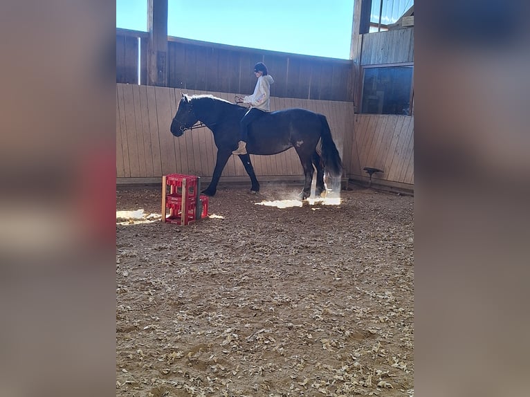Polish Coldblood Mix Mare 11 years 16 hh Smoky-Black in Gladenbach