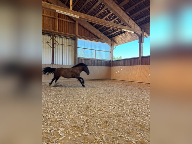 Polish Coldblood Mix Mare 11 years 16 hh Smoky-Black in Gladenbach